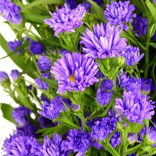 Astra alpínska ‘Milka‘, výška 20/+ cm, v črepníku 2l Aster ‘Milka‘