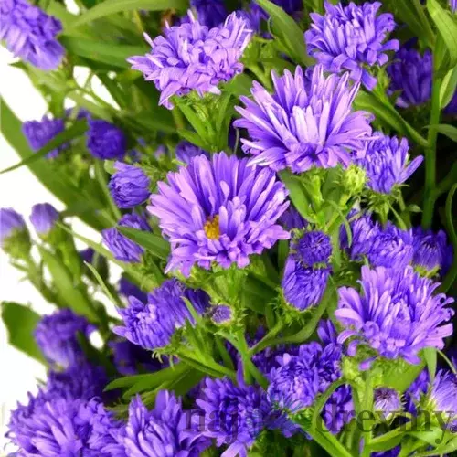 Astra alpínska ‘Milka‘, výška 20/+ cm, v črepníku 2l Aster ‘Milka‘