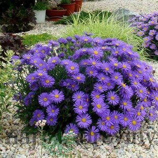 Astra alpínska “SAMOA” v črepníku 2L výška 20/40cm Aster alpinus SAMOA