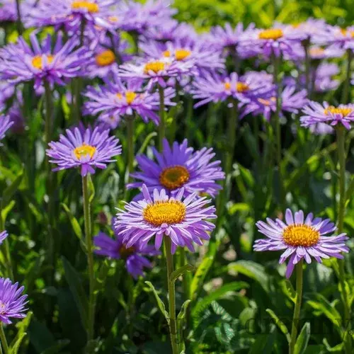 Astra alpínska “Violet“, výška 20/40cm, v črepníku 2L Aster alpinus Violet