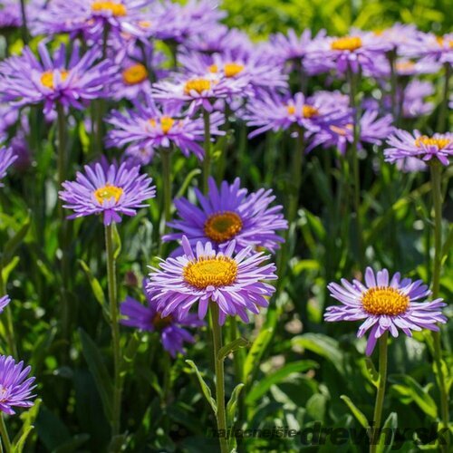 Astra alpínska “Violet“, výška 20/40cm, v črepníku 2L Aster alpinus Violet
