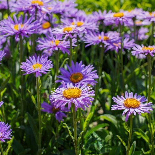 Astra alpínska “Violet“, výška 20/40cm, v črepníku 2L Aster alpinus Violet