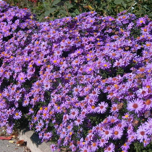 Astra krovinatá Prof. Kippenberg, v črepníku 1,5l Aster Domosus Prof Kippenberg