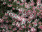 Astra Lady in Black, v črepníku Aster lateriflorud var. Horizontalis Lady in black