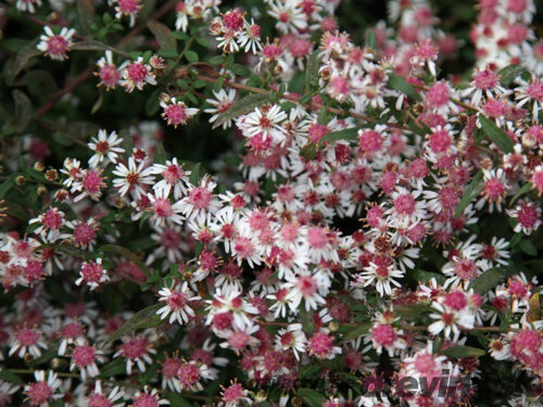 Astra Lady in Black, v črepníku Aster lateriflorud var. Horizontalis Lady in black