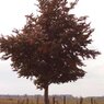 Atropurpurea