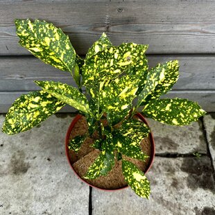 Aukuba japonská Crotonifolia 30/40 cm v črepníku 10l Bamboo