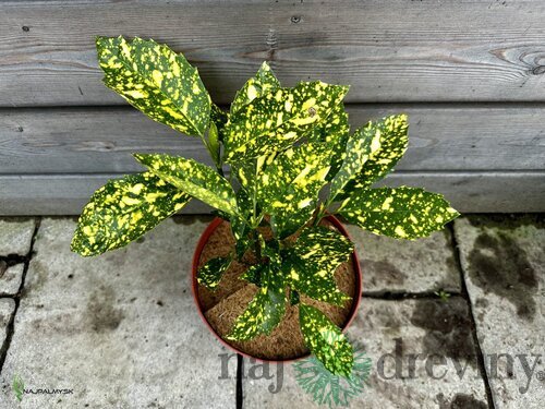 Aukuba japonská Crotonifolia 30/40 cm v črepníku 10l Bamboo