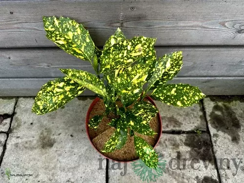 Aukuba japonská Crotonifolia 30/40 cm v črepníku 10l Bamboo