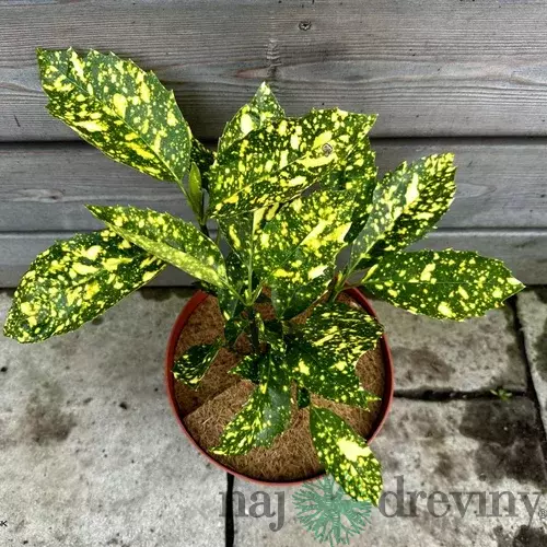 Aukuba japonská Crotonifolia 30/40 cm v črepníku 10l Bamboo