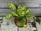 Aukuba japonská Crotonifolia 30/40 cm v črepníku 10l Bamboo
