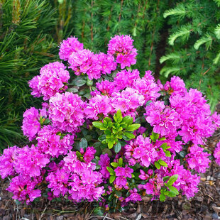 Azalka japonská Anne Frank - purpúrová, výška 20/+ cm, v črepníku Azalea japonica Anne Frank