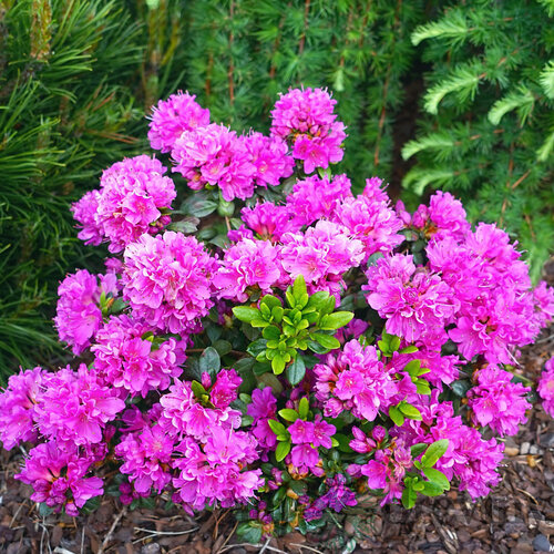 Azalka japonská Anne Frank - purpúrová, výška 20/+ cm, v črepníku Azalea japonica Anne Frank