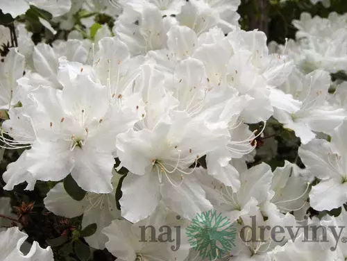 Azalka japonská biela, v črepníku Azalea japonica
