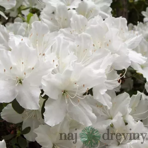 Azalka japonská biela, v črepníku Azalea japonica
