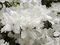 Azalka japonská biela, v črepníku Azalea japonica