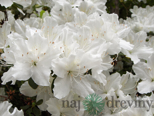Azalka japonská biela, v črepníku Azalea japonica