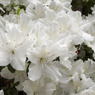 Azalka japonská biela, v črepníku Azalea japonica