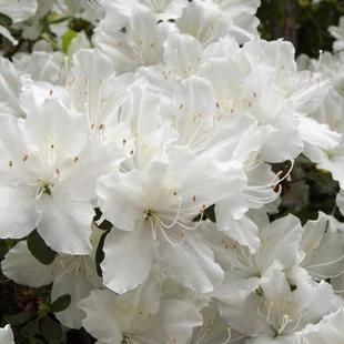 Azalka japonská biela, v črepníku Azalea japonica