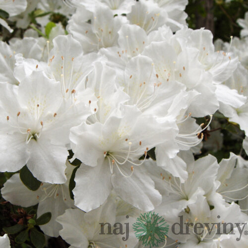 Azalka japonská biela, v črepníku Azalea japonica