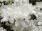 Azalka japonská biela, v črepníku Azalea japonica