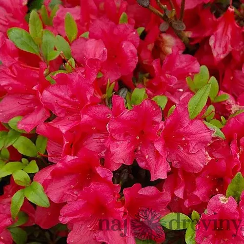Azalka japonská červená, v črepníku Azalea japonica