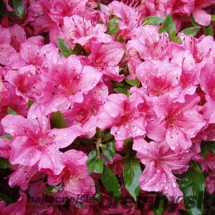 Azalka japonská ‘Chippewa‘, výška 20/+ cm, v črepníku Azalea japonica ‘Chippewa‘