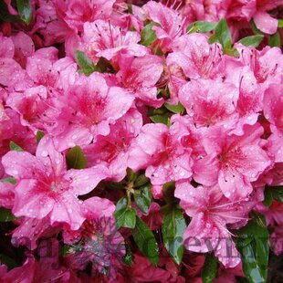Azalka japonská ‘Chippewa‘, výška 20/+ cm, v črepníku Azalea japonica ‘Chippewa‘