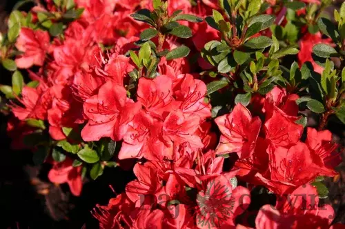 Azalka japonská Fridoline, výška 20/+ cm, v črepníku Azalea japonica ‘Fridoline‘