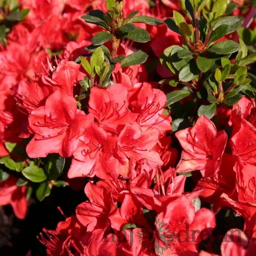 Azalka japonská Fridoline, výška 20/+ cm, v črepníku Azalea japonica ‘Fridoline‘