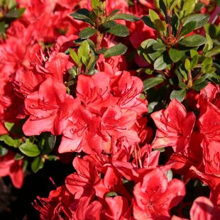 Azalka japonská Fridoline, výška 20/+ cm, v črepníku Azalea japonica ‘Fridoline‘