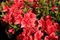 Azalka japonská Fridoline, výška 20/+ cm, v črepníku Azalea japonica ‘Fridoline‘