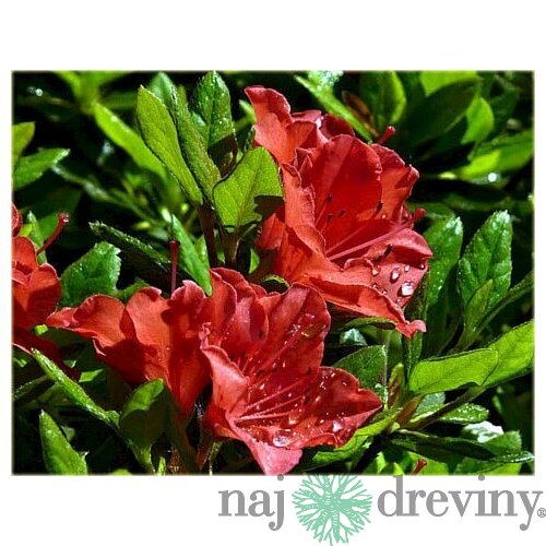 Azalka japonská Geisha