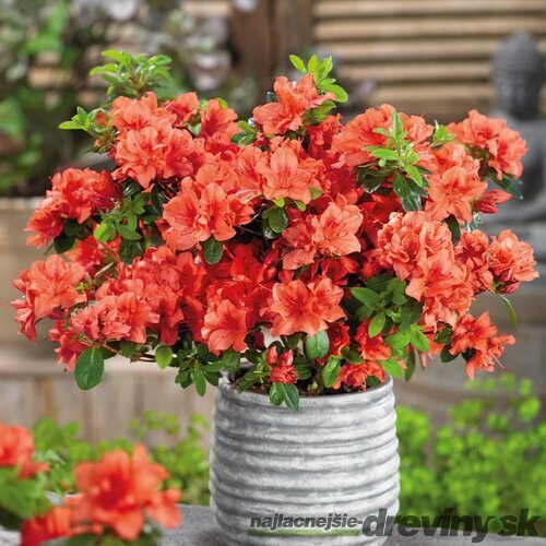 Azalka japonská Geisha Orange, výška 20/+ cm, v črepníku Azalea japonica Geisha Orange