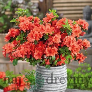 Azalka japonská Geisha Orange, výška 20/+ cm, v črepníku Azalea japonica Geisha Orange