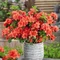 Azalka japonská Geisha Orange, výška 20/+ cm, v črepníku Azalea japonica Geisha Orange