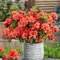 Azalka japonská Geisha Orange, výška 20/+ cm, v črepníku Azalea japonica Geisha Orange