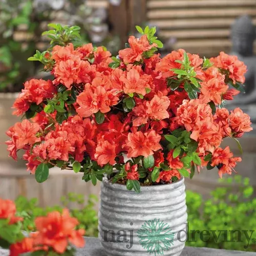 Azalka japonská Geisha Orange, výška 20/+ cm, v črepníku Azalea japonica Geisha Orange