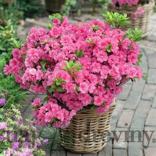 Azalka japonská Hachbabu, výška 20/+ cm, v črepníku Azalea japonica ‘Hachbabu‘