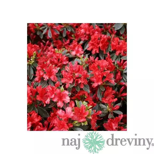 Azalka japonská ‘Hot Shot Variegata‘, výška 20/+ cm, v črepníku Azalea japonica ‘Hot Shot Variegata‘