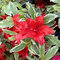 Azalka japonská Hot Shot, výška 20/+ cm, v črepníku Azalea japonica Hot Shot
