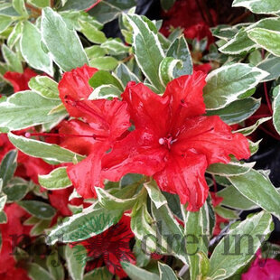 Azalka japonská Hot Shot, výška 20/+ cm, v črepníku Azalea japonica Hot Shot