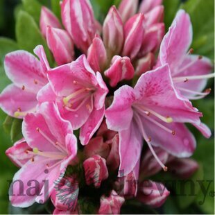 Azalka japonská Kermesina- ružová, výška 20/+ cm, v črepníku Azalea japonica Kermesina Rosé