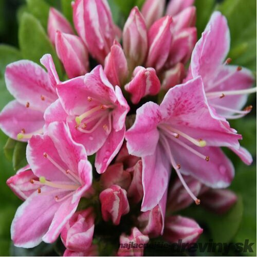 Azalka japonská Kermesina- ružová, výška 20/+ cm, v črepníku Azalea japonica Kermesina Rosé