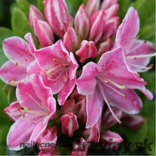 Azalka japonská Kermesina- ružová, výška 20/+ cm, v črepníku Azalea japonica Kermesina Rosé