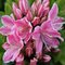 Azalka japonská Kermesina- ružová, výška 20/+ cm, v črepníku Azalea japonica Kermesina Rosé