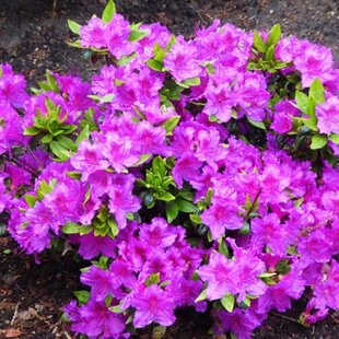 Azalka japonská Konigstein, výška 20/+ cm, v črepníku Azalea japonica Konigstein