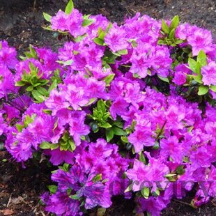 Azalka japonská Konigstein, výška 20/+ cm, v črepníku Azalea japonica Konigstein
