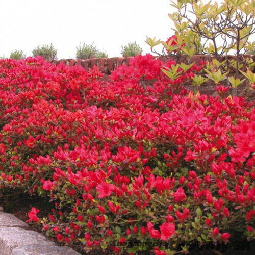 Azalka japonská Moederkensdao, výška 20/+ cm, v črepníku Azalea japonica Moederkensdao