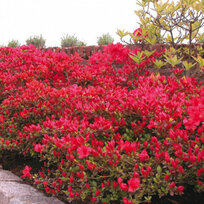Azalka japonská Moederkensdao, výška 20/+ cm, v črepníku Azalea japonica Moederkensdao
